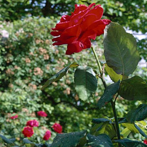 Czerwony - Róże pienne - z kwiatami hybrydowo herbacianymi - korona równomiernie ukształtowana